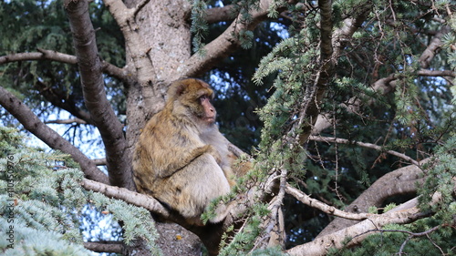Barbary Macaque in Moroccan Monkey Forest Habitat – Wildlife Photography of Endangered Primates in Nature Reserve, Featuring Behavior and Natural Environment
