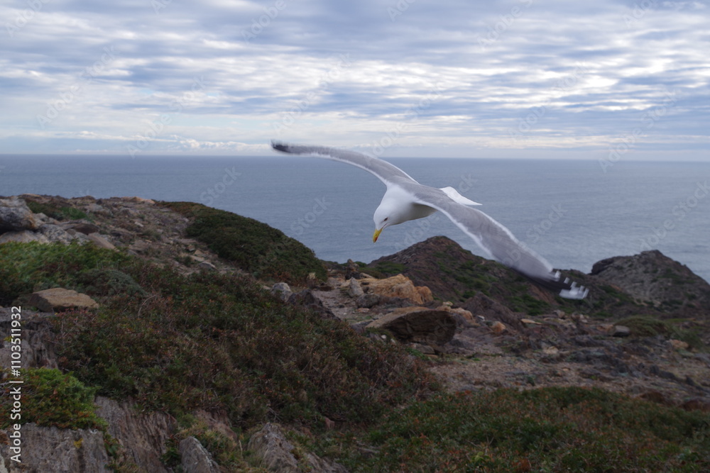 Fototapeta premium gaviota