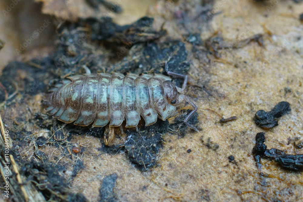 Closeup on the Common shiny woodlouse, Oniscus asellus, on a piece of wood Closeup on the Common shiny woodlouse, Oniscus asellus, on a piece of wood