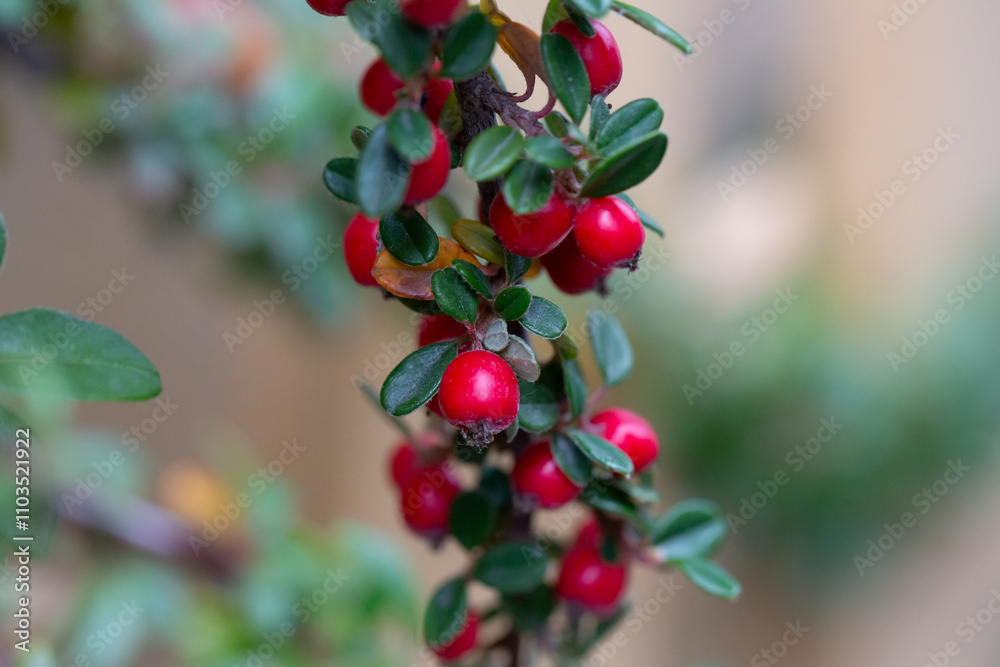 Fototapeta premium Cotoneaster horizontalis close up. Branches with red berries and green leaves.