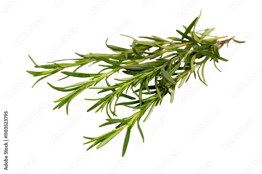 Rosemary isolated on white background. Set of rosemary branches with top view. Rosemary isolated on white background. Set of rosemary branches with top view.