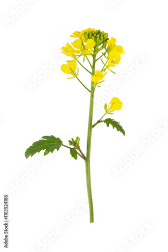 Sinapis arvensis or Mustard...