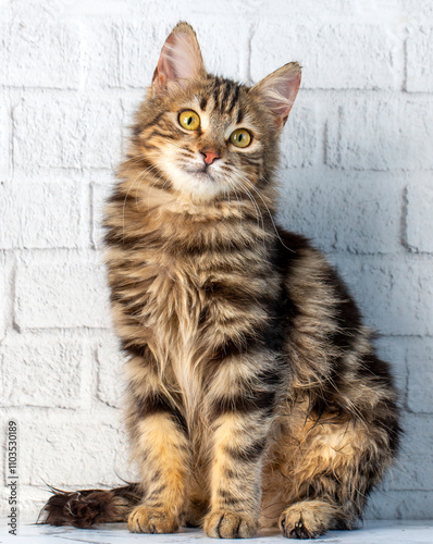 Longhair Norwegian forest c...