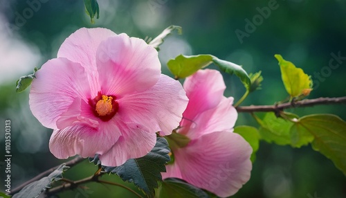 Pink Cotton rose on tree, Confederate rose (Hibiscus mutabilis L). Selective focus photo