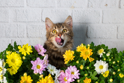 Longhair Norwegian forest c...