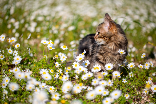 Longhair Norwegian forest c...