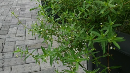 Scleromitrion diffusum plant with small white flowers in a black pot, set on a patterned stone pavement background. photo