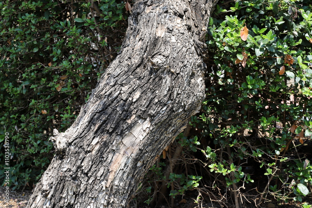 Texture of tree bark. Wood of hot subtropical climate of Israel Texture of tree bark. Wood of hot subtropical climate of Israel
