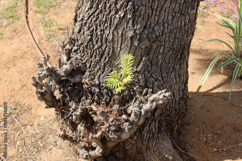 Fototapeta premium Texture of tree bark. Wood of hot subtropical climate of Israel