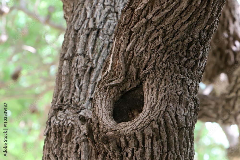 Texture of tree bark. Wood of hot subtropical climate of Israel Texture of tree bark. Wood of hot subtropical climate of Israel