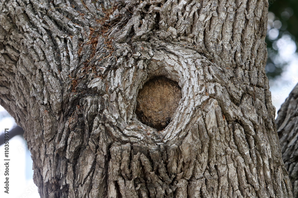 Texture of tree bark. Wood of hot subtropical climate of Israel Texture of tree bark. Wood of hot subtropical climate of Israel