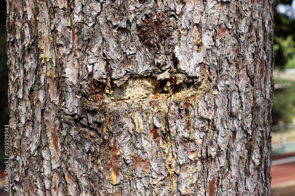 Texture of tree bark. Wood of hot subtropical climate of Israel Texture of tree bark. Wood of hot subtropical climate of Israel