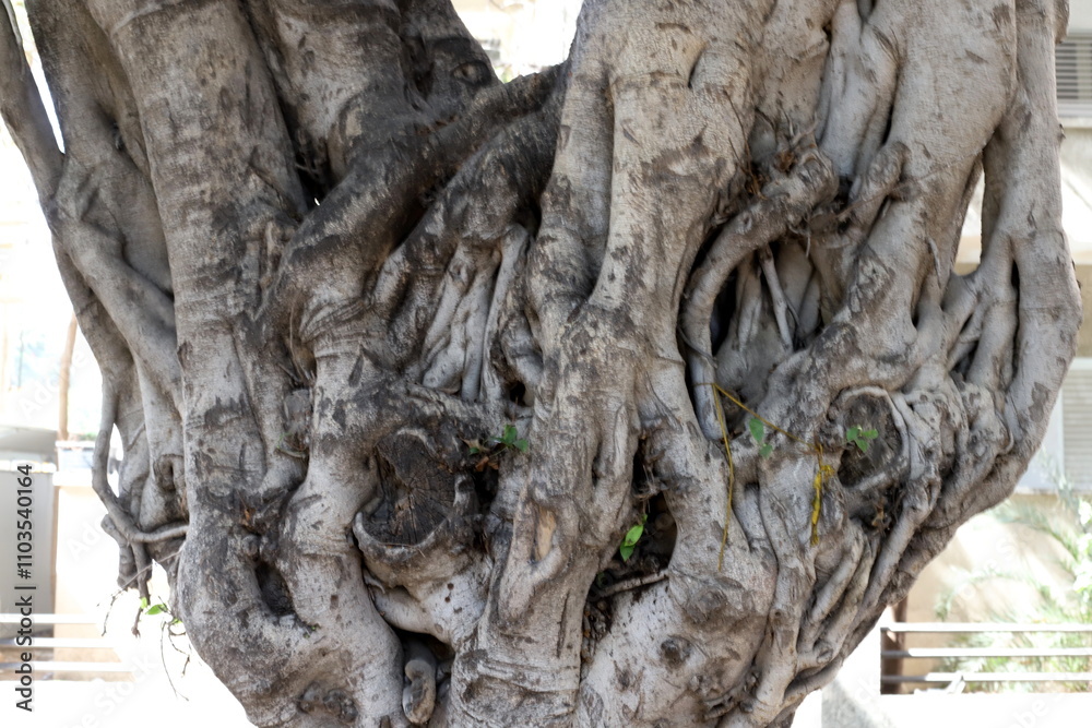 Texture of tree bark. Wood of hot subtropical climate of Israel Texture of tree bark. Wood of hot subtropical climate of Israel