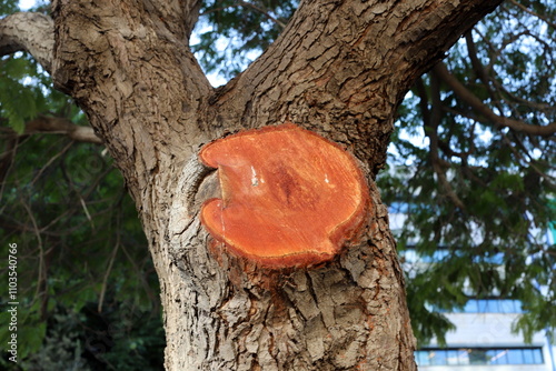 Texture of tree bark. Wood of hot subtropical climate of Israel photo