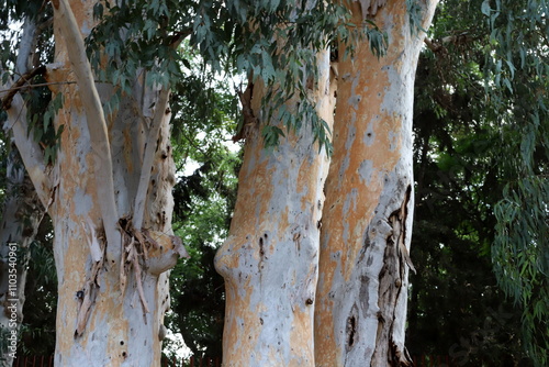 Texture of tree bark. Wood of hot subtropical climate of Israel photo