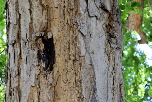 Texture of tree bark. Wood of hot subtropical climate of Israel photo