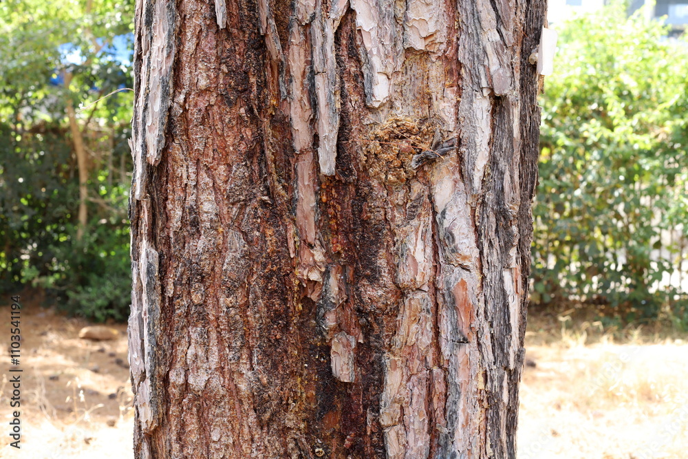 Fototapeta premium Texture of tree bark. Wood of hot subtropical climate of Israel