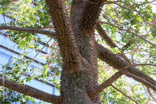 Texture of tree bark. Wood of hot subtropical climate of Israel photo