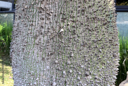 Texture of tree bark. Wood of hot subtropical climate of Israel photo