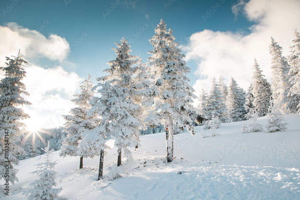 Obraz premium amazing winter landscape with snowy fir trees