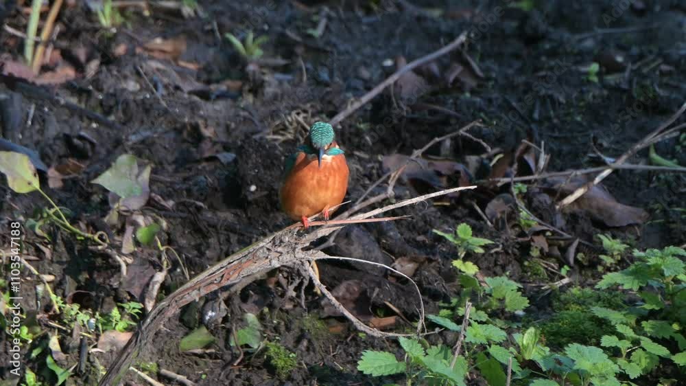 Kingfisher (Alcedo atthis) male perching by a stream and flying away. November, Kent, UK Kingfisher (Alcedo atthis) male perching by a stream and flying away. November, Kent, UK