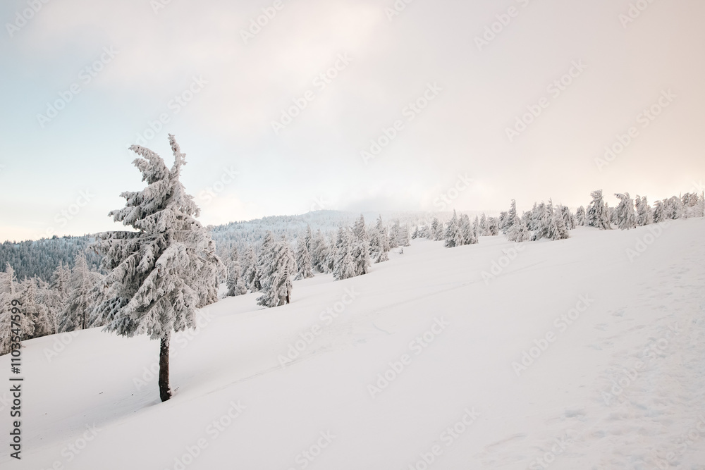 Fototapeta premium amazing winter landscape with snowy fir trees