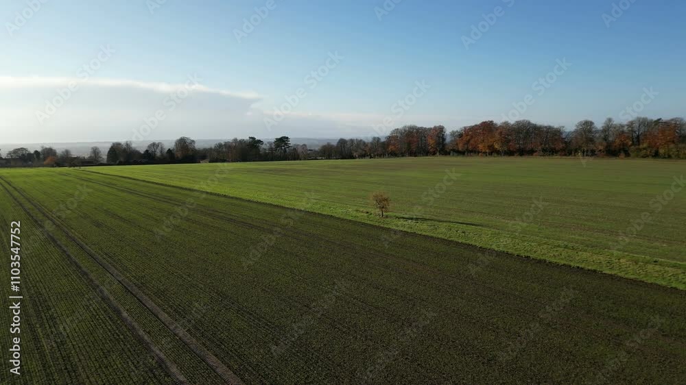 Drone shot over recently planted barley in arable farmland near the village of Chart Sutton, near Maidstone, Kent, England. Flying south rising to look over the Weald of Kent. November