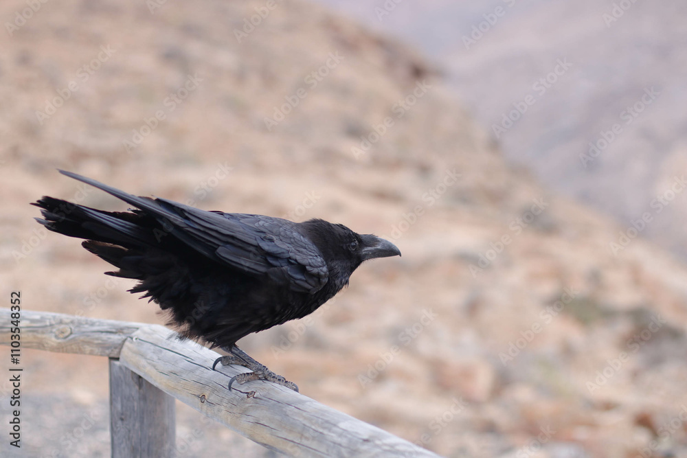 Fototapeta premium Dark crow in desert background 