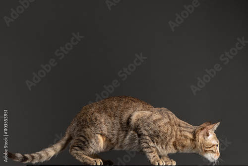 Studio photoshoot of a cute little kitten