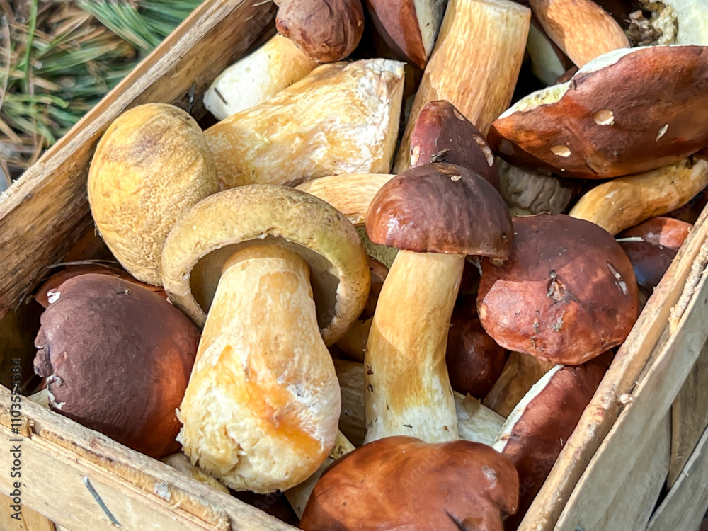 Mushrooms collected in a basket in the forest in close-up Mushrooms collected in a basket in the forest in close-up