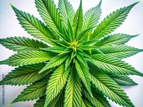 Elegant Portrait of Cannabis Plant Isolated on a White Background with Detailed Leaf Structure and Natural Light Highlights for Botanical and Wellness Themes