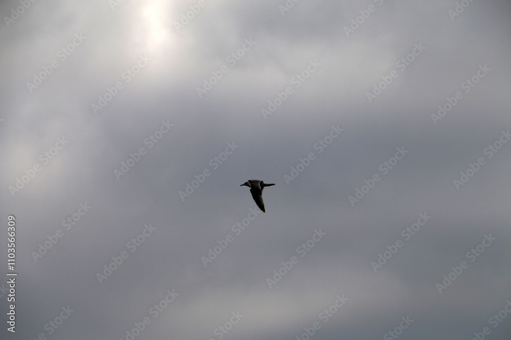 Silhouette of a flying seagull against a gray sky background Silhouette of a flying seagull against a gray sky background