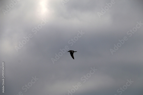 Silhouette of a flying seagull against a gray sky background