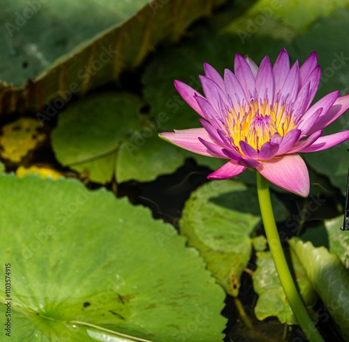 Vibrant pink water lily in a serene pond.