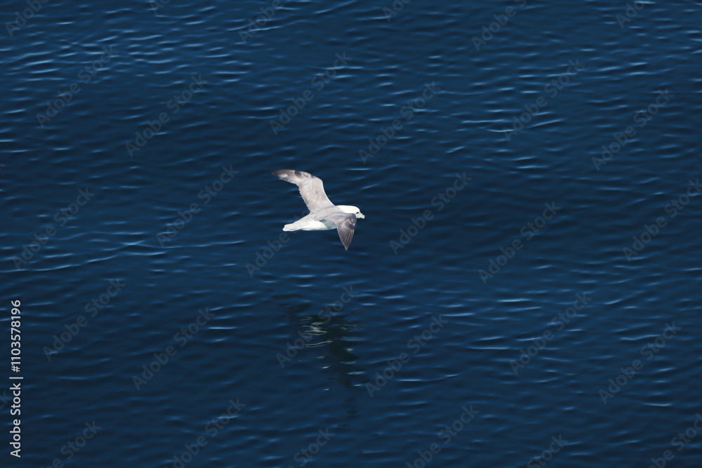 Beautiful bird photography with breath taking view Beautiful bird photography with breath taking view