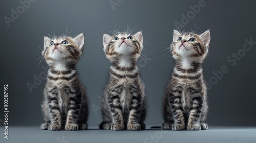 Adorable Trio of Curious American Curl Kittens photo