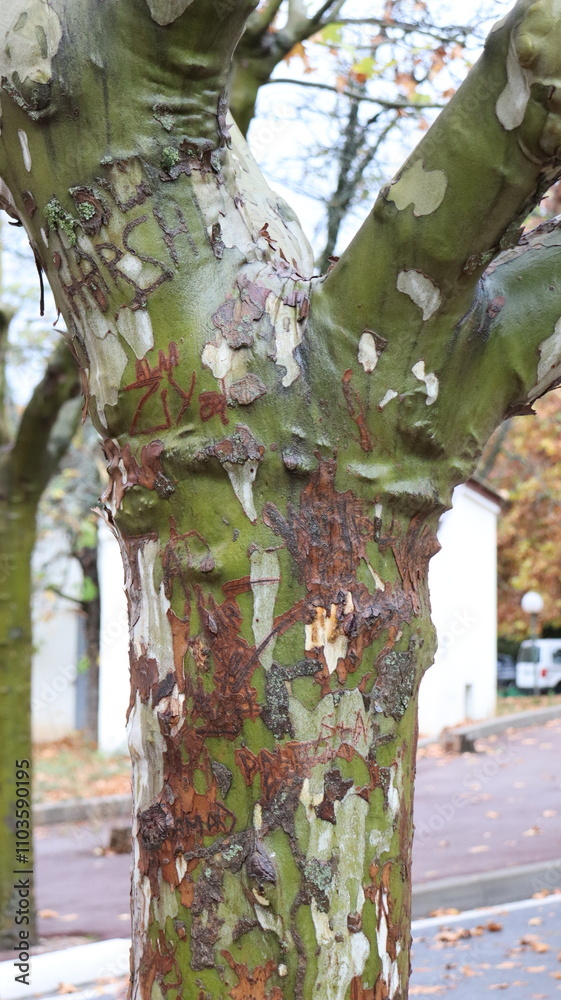 Fototapeta premium Autumn in Morocco’s Ifrane with Yellowed Maple Leaves, Red-Roofed Houses, Scenic Landscapes, Pedestrian Pathways, and Vibrant Seasonal Foliage in a Serene Countryside Setting 