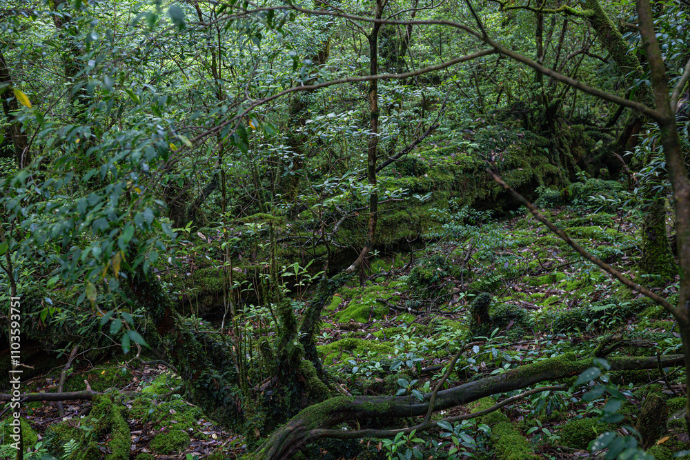 屋久島　白谷雲水峡