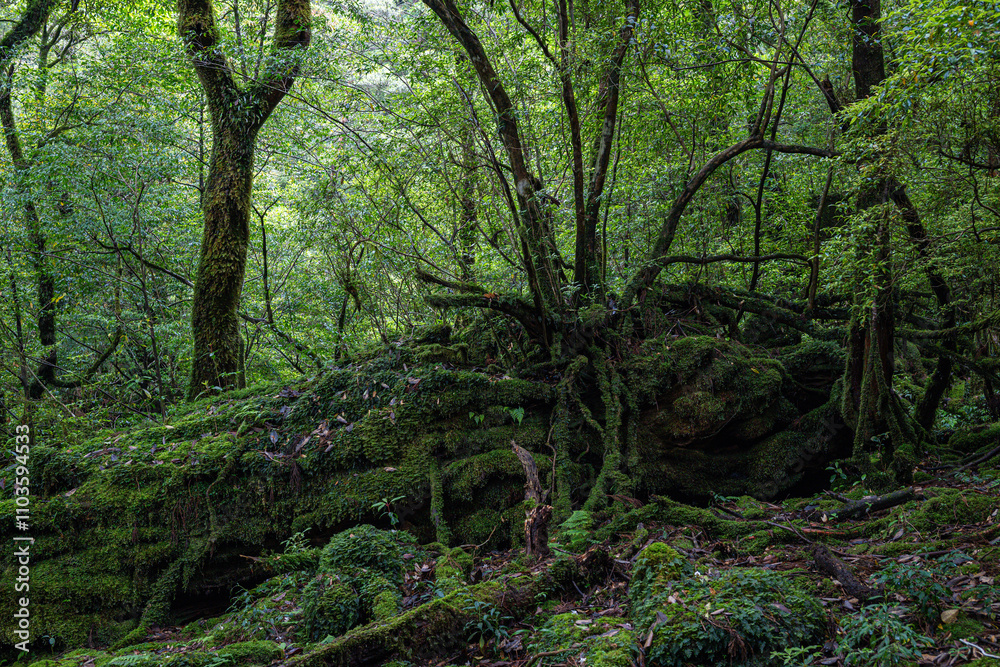 Obraz premium 屋久島 白谷雲水峡
