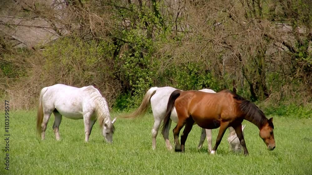 horses, grazing horses, green meadow, rural landscape, nature, animals, countryside, peaceful, sunny day, white horses, brown horse, field, lush grass, outdoor scene, equine, domestic animals, farmlan