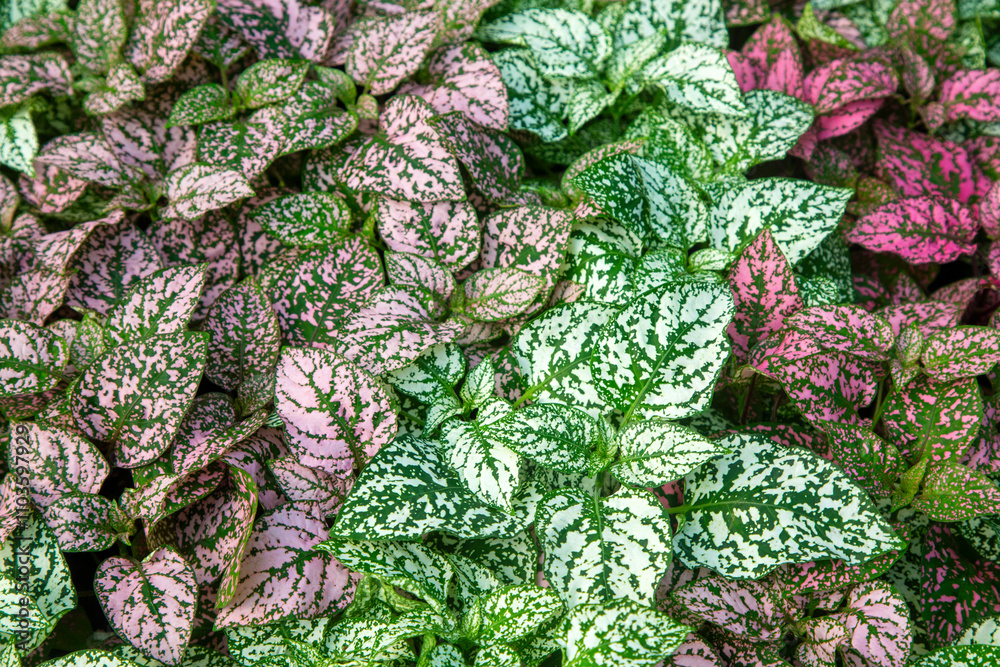 White, red and pink foliage, Hypoestes phyllostachya, garden plant, known as polka dot plant.
