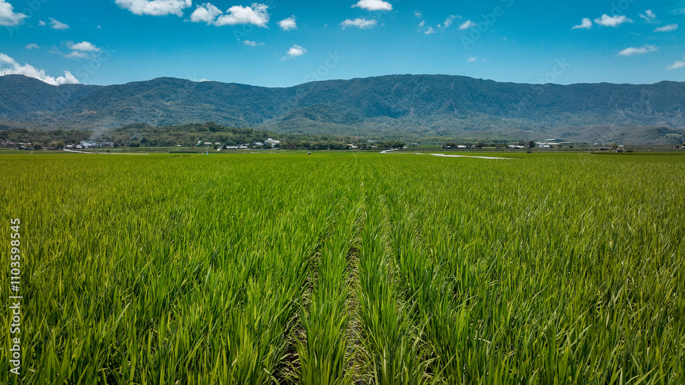 Lush green rice fields in Taiwan under a clear blue sky with distant mountains and village Lush green rice fields in Taiwan under a clear blue sky with distant mountains and village