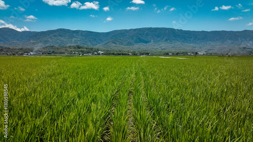 Lush green rice fields in Taiwan under a clear blue sky with distant mountains and village