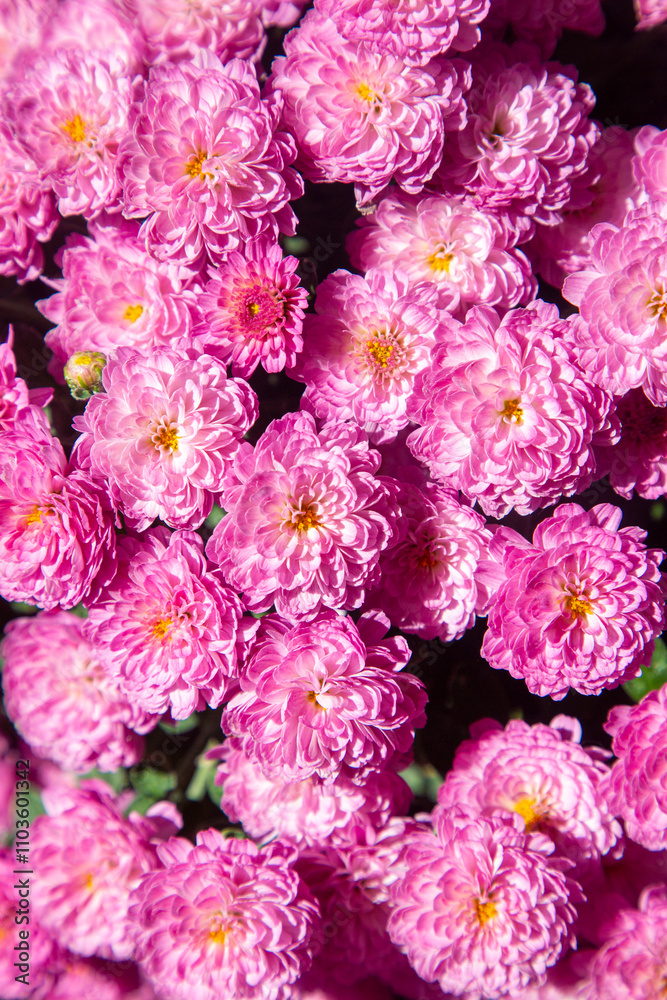 Chrysanthemum flowers in the flower greenhouse Chrysanthemum flowers in the flower greenhouse