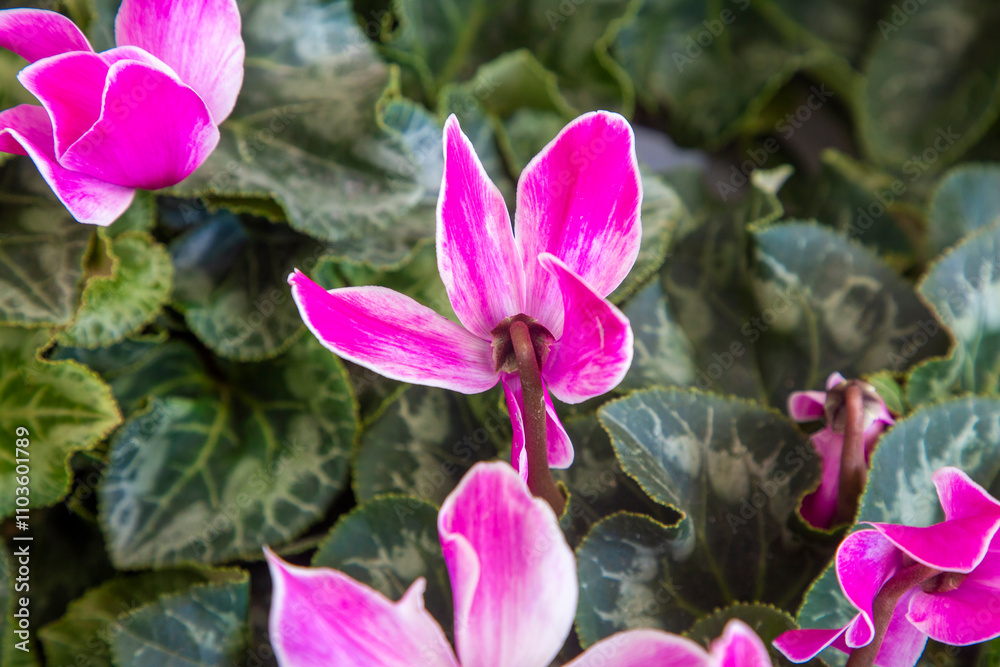 Bright pink and white cyclamen flowers, closeup. Red Cyclamen plant sale in garden shop in spring season Bright pink and white cyclamen flowers, closeup. Red Cyclamen plant sale in garden shop in spring season