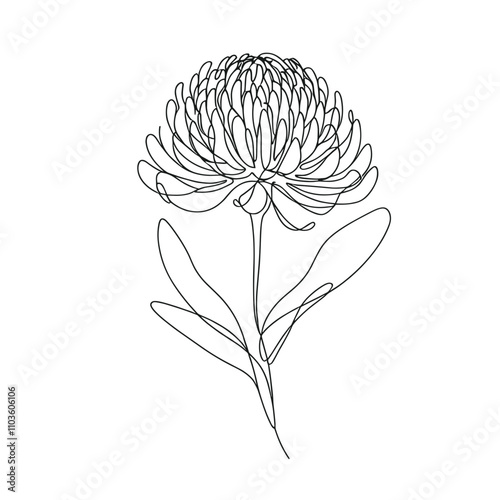 Waratah flower outline drawing on a transparent background for Australia Day celebration
