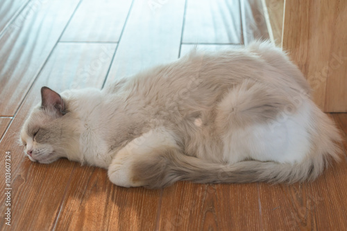 A cat is sleeping on the wooden tile floor.