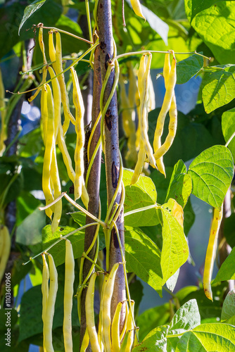 Haricot. Beans. Bean pods on the plant. Harvest