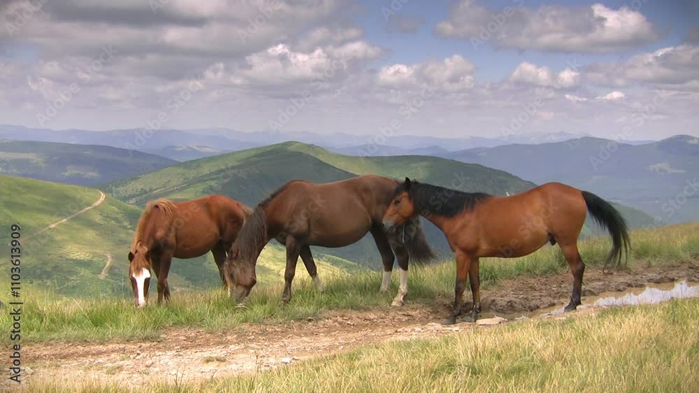 Three horses grazing on a grassy mountain meadow under a cloudy sky with scenic hills and valleys in the background Three horses grazing on a grassy mountain meadow under a cloudy sky with scenic hills and valleys in the background