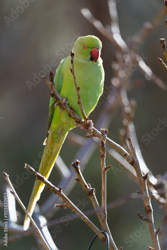 Ring-necked parakeet at a feeding place in the garden.